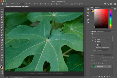 Screenshot of a .orf file in Adobe Photoshop 2021